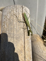 Tenodera angustipennis