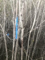 Polyzosteria limbata