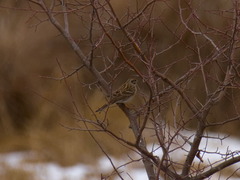 Emberiza citrinella × leucocephalos