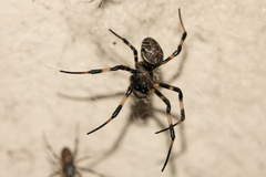 Nephilengys malabarensis