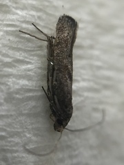 Epiphthora melanombra