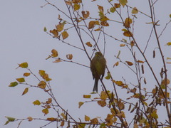 Emberiza citrinella × leucocephalos