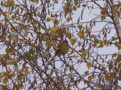 Emberiza citrinella × leucocephalos