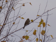 Emberiza citrinella × leucocephalos