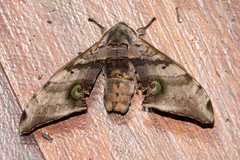 Daphnusa ocellaris