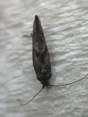 Epiphthora melanombra