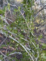 Schaefferia cuneifolia