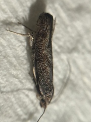 Epiphthora melanombra