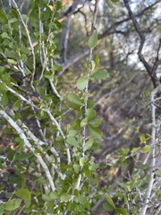 Schaefferia cuneifolia