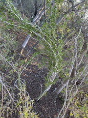 Schaefferia cuneifolia