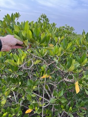 Rhizophora mangle