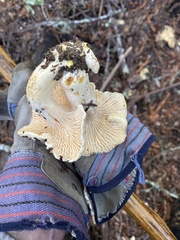 Cantharellus subalbidus