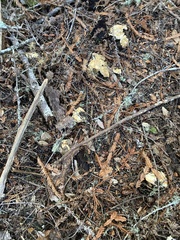 Cantharellus subalbidus