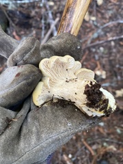 Cantharellus subalbidus