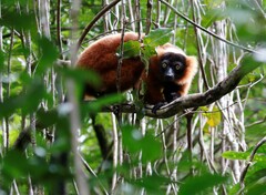 Varecia rubra