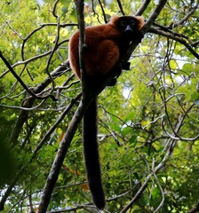 Varecia rubra