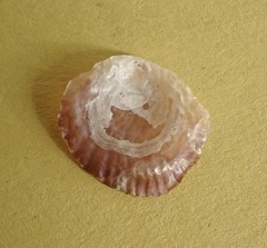 Pododesmus macrochisma