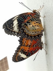Cethosia cyane