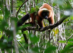 Varecia rubra
