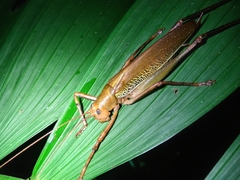 Ischnomela pulchripennis