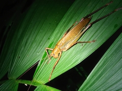 Ischnomela pulchripennis