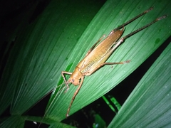 Ischnomela pulchripennis