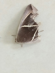 Chalciope mygdon