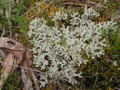Pulchrocladia retipora
