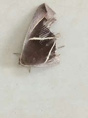 Chalciope mygdon