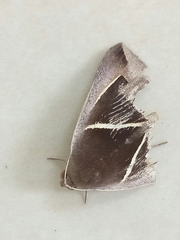 Chalciope mygdon