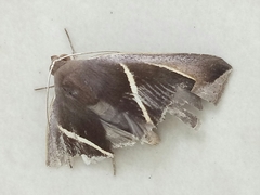 Chalciope mygdon