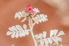 Indigofera leucotricha
