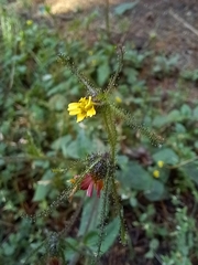 Sigesbeckia jorullensis