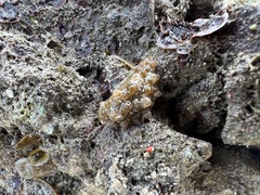 Dolabella auricularia