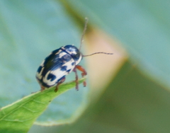 Cryptocephalus mutabilis