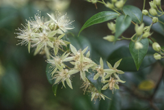 Backhousia myrtifolia