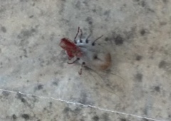 Ixodidae