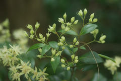 Backhousia myrtifolia