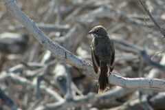 Artemisiospiza belli