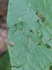 Gnophomyia tristissima