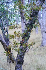Quercus douglasii
