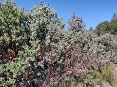 Arctostaphylos silvicola