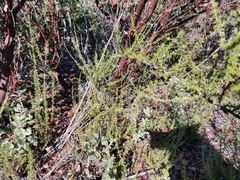 Arctostaphylos silvicola