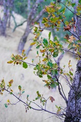 Quercus douglasii