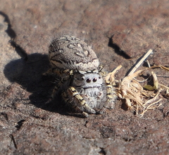 Phidippus mystaceus