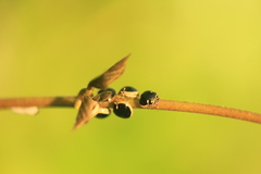 Coptosoma xanthogramma