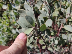 Arctostaphylos silvicola