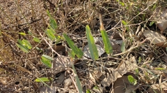 Alysicarpus ovalifolius