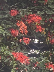 Erythrina crista-galli