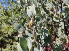 Arctostaphylos silvicola